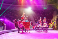 Шоу Гии Эрадзе «5 континентов» в Тульском цирке: феерия уже началась!, Фото: 33