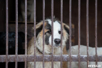 Отлов бездомных собак в Туле и области: «Континент+» рассказал об особенностях работы, Фото: 34
