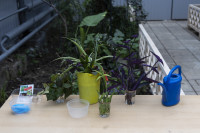  В тульской школе отремонтировали уникальную оранжерею с экзотическими растениями, Фото: 39
