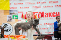Выставка "Пряничные кошки" в ТРЦ "Макси", Фото: 50