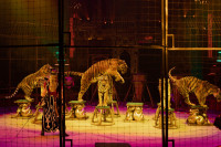 Новое грандиозное шоу Гии Эрадзе «Королевский цирк» стартует в Тульском цирке, Фото: 55