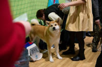 В Туле прошла выставка собак всех пород, Фото: 41