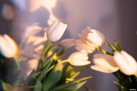 Как выращивают тюльпаны, Фото: 4