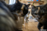 Волонтеры спасли кошек из адской квартиры, Фото: 60