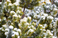 Мартовский снег в Туле, Фото: 14