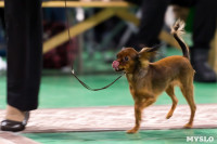 Пражский крысарик, хотошо и кангал: в Туле прошла выставка собак всех пород, Фото: 94