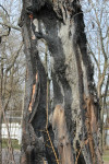  Сгоревшее дерево в Донском, Фото: 1