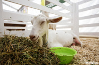 Выставка коз в Туле, Фото: 7