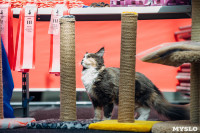 Выставка кошек "Конфетти", Фото: 65