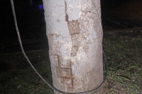 Погоня в Туле: уходя от ДПС пьяный водитель врезался в фонарный столб, Фото: 18