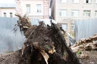 Дерево упало на ул. Софьи Перовской, Фото: 7