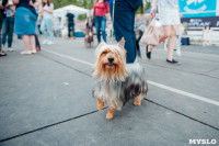 Всероссийская выставка собак в Туле, Фото: 67