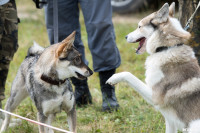 Выставка охотничьих собак в Туле, Фото: 35