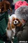 Выставка собак в Туле , Фото: 46