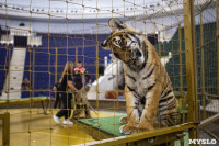 Фитнес для тигрят: как воспитываются будущие звезды цирка?, Фото: 14