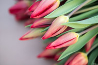 Как выращивают тюльпаны, Фото: 28