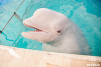 Дельфины, Фото: 11