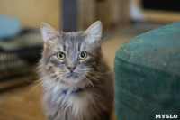 Волонтеры спасли кошек из адской квартиры, Фото: 8