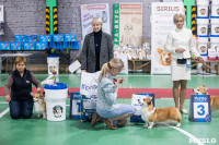 Выставка собак в Туле, Фото: 80