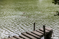 Туляки сообщают о массовой гибели уток в Платоновском парке, Фото: 8