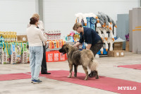 Сиба-ину, шпицы и алабаи: в Туле состоялась выставка собак, Фото: 64