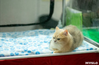 Пряничные кошки, Фото: 26