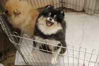 В Туле прошла Всероссийская выставка собак всех пород, Фото: 25
