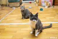 Кошки из адской квартиры, Фото: 5