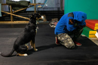 Хвостатые волонтеры: как собаки ищут пропавших живых и мертвых, Фото: 13