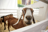 Выставка коз в Туле, Фото: 6