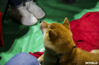 Выставка собак в Туле 14.04.19, Фото: 30