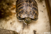 Черепахи в экзотариуме, Фото: 20