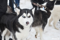 Праздник северных собак на Куликовом поле , Фото: 67