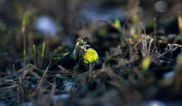 Весна идет!, Фото: 36