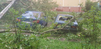 Поваленные деревья на ул. Пузакова, Фото: 3