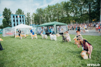 Всероссийская выставка собак в Туле: серьезные сенбернары, изящные пудели и милые шпицы, Фото: 25