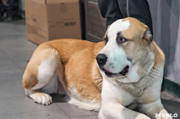 Выставка собак в Туле 26.01, Фото: 29