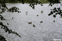 Туляки сообщают о массовой гибели уток в Платоновском парке, Фото: 7