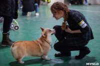 Выставка собак в Туле 24.11, Фото: 4