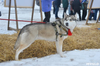 Праздник северных собак на Куликовом поле , Фото: 104
