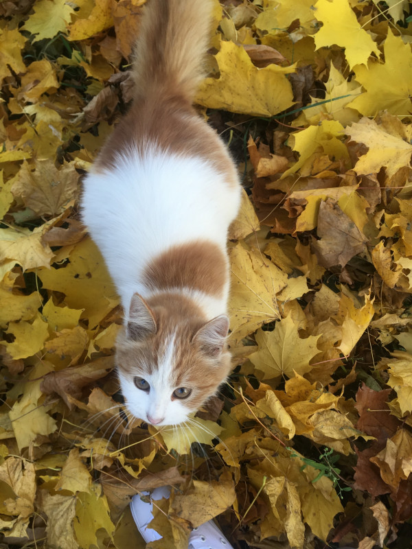 Кошки тоже любят осень.