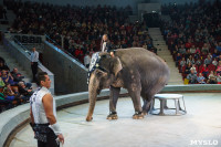 Шоу слонов в Тульском цирке, Фото: 54