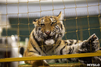 Фитнес для тигрят: как воспитываются будущие звезды цирка?, Фото: 21