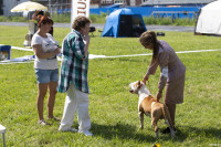 В Туле прошла выставка собак всех пород: фоторепортаж, Фото: 76