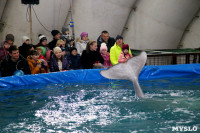 Дельфинарий в Туле, Фото: 2