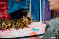 Выставка кошек "Конфетти", Фото: 11