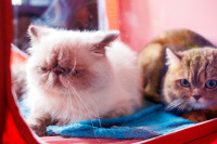 Выставка кошек, Фото: 27
