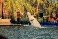 Шоу карибских дельфинов, Фото: 9