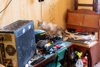 Кошки в Щекино, Фото: 14