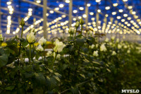 Миллион разных роз: как устроена цветочная теплица, Фото: 25